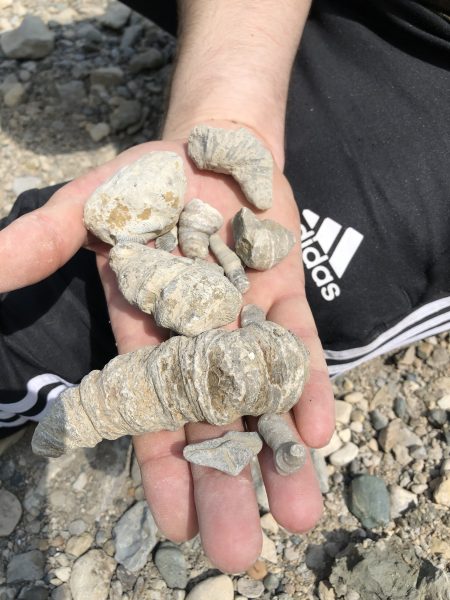 Devonian Era Fossils at Rock Glen